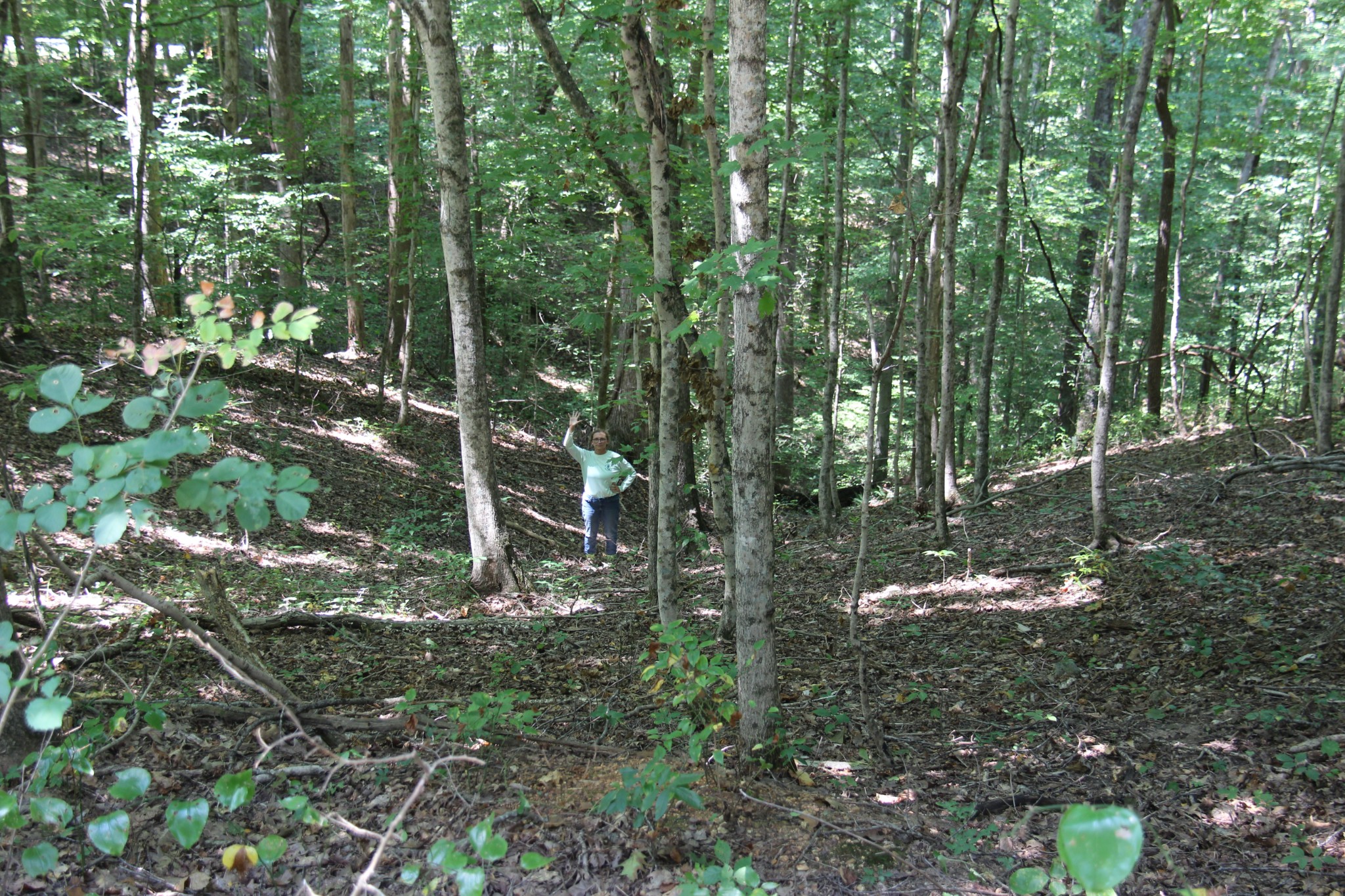 0 Jackson Cabin Road Kingston Springs, TN 37082 - Photo 13 of 19 a view of a forest with large trees