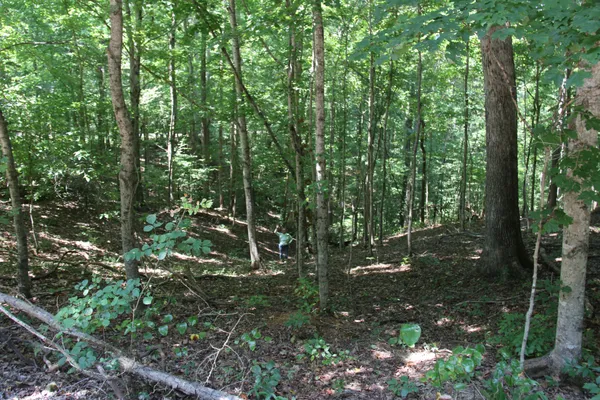 a view of outdoor space and trees