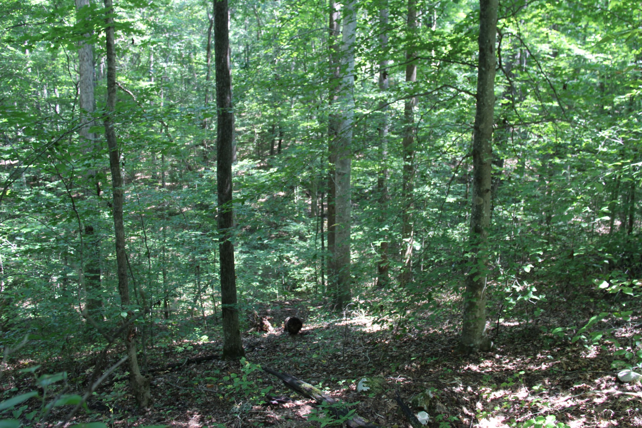 0 Jackson Cabin Road Kingston Springs, TN 37082 - Photo 15 of 19 a view of a forest with trees