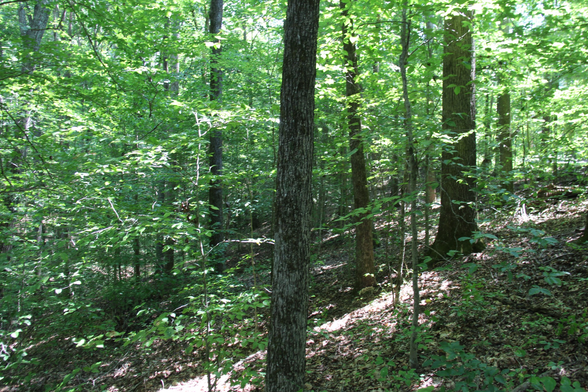 0 Jackson Cabin Road Kingston Springs, TN 37082 - Photo 16 of 19 a view of forest