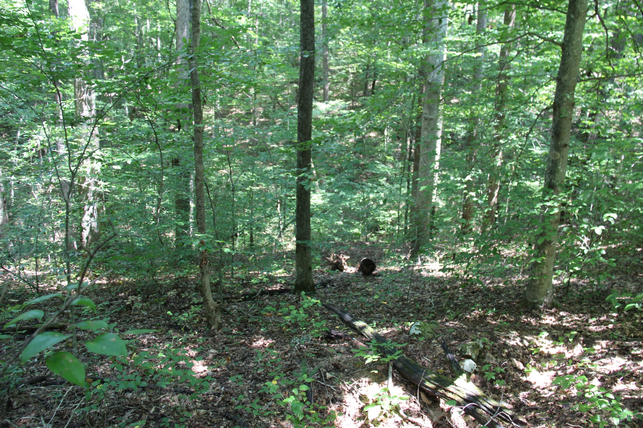 0 Jackson Cabin Road Kingston Springs, TN 37082 - Photo 17 of 19 a view of outdoor space and trees