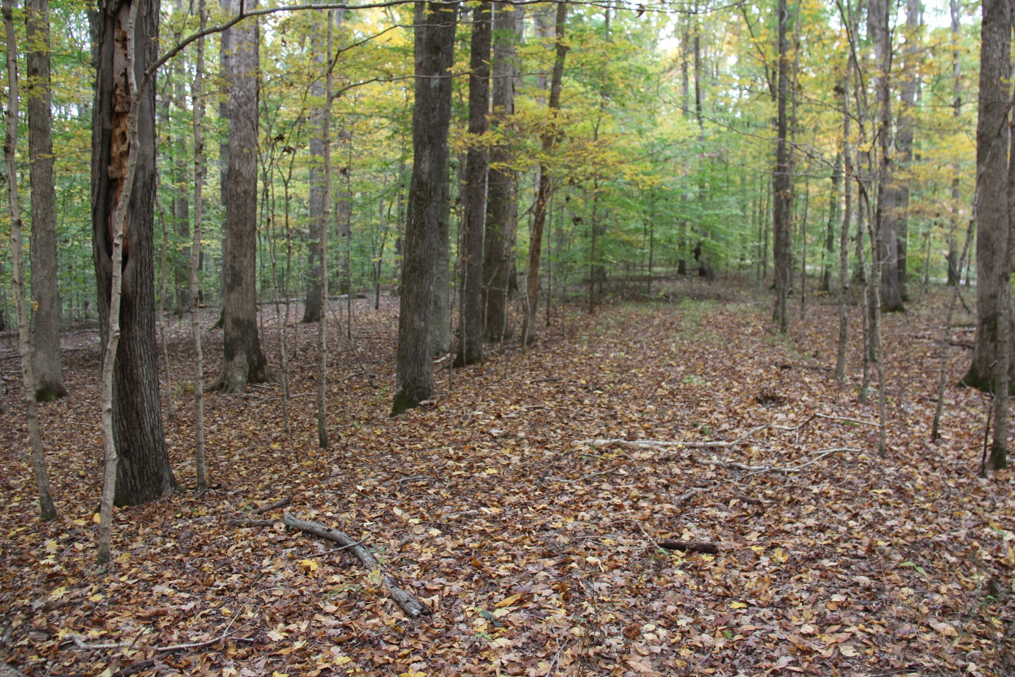 0 Jackson Cabin Road Kingston Springs, TN 37082 - Photo 2 of 19 a view of a forest with trees