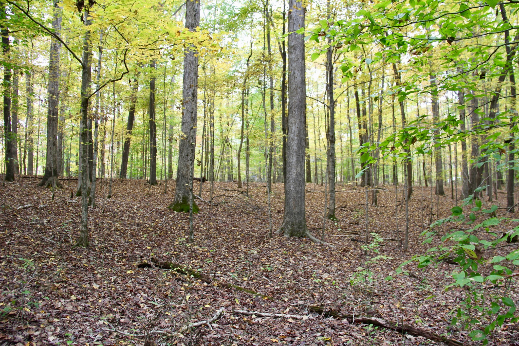 0 Jackson Cabin Road Kingston Springs, TN 37082 - Photo 6 of 19 a view of outdoor space with deck view