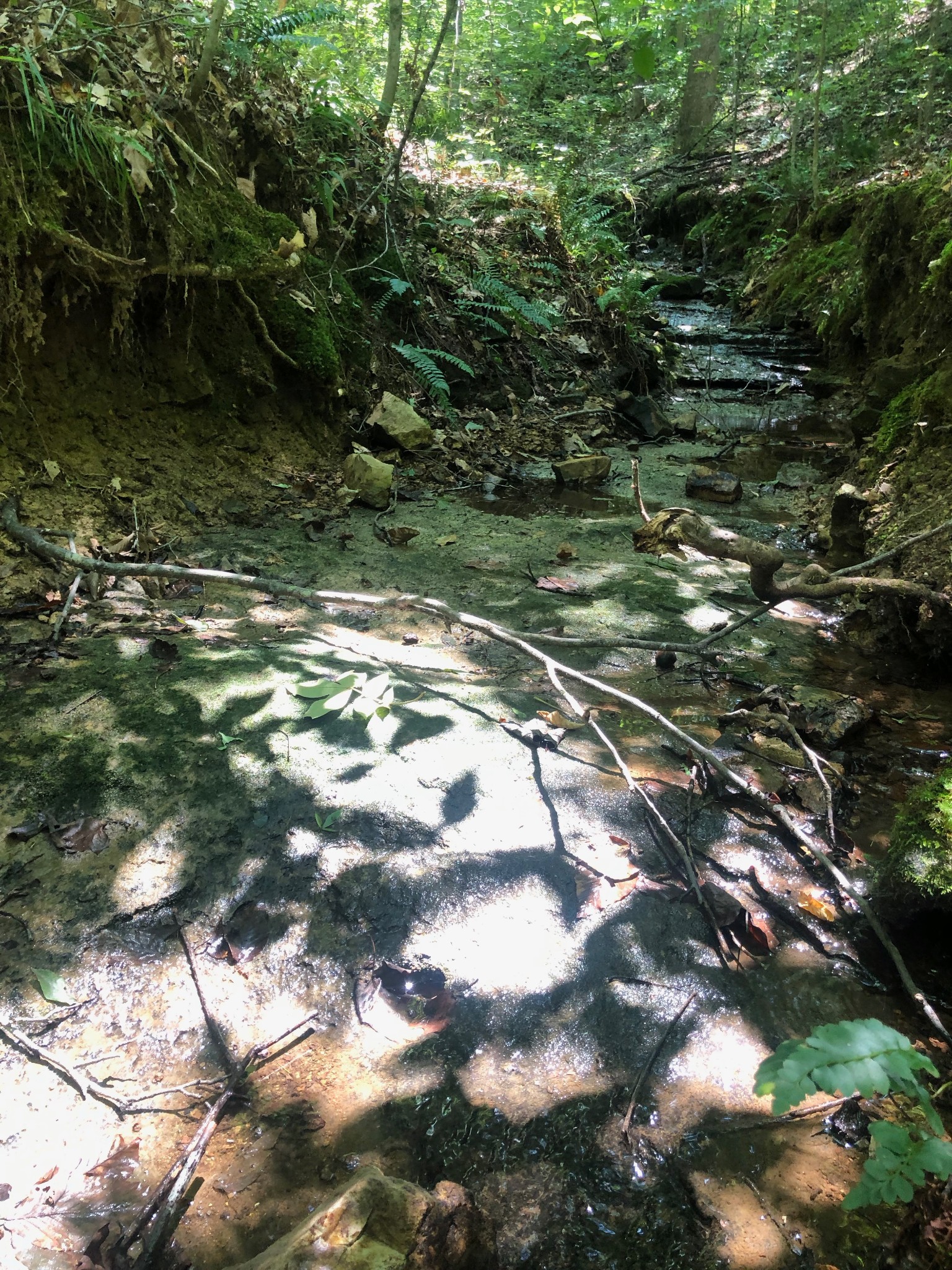 0 Jackson Cabin Road Kingston Springs, TN 37082 - Photo 7 of 19 a view of a tree with a yard