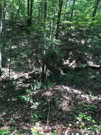 a view of tree
