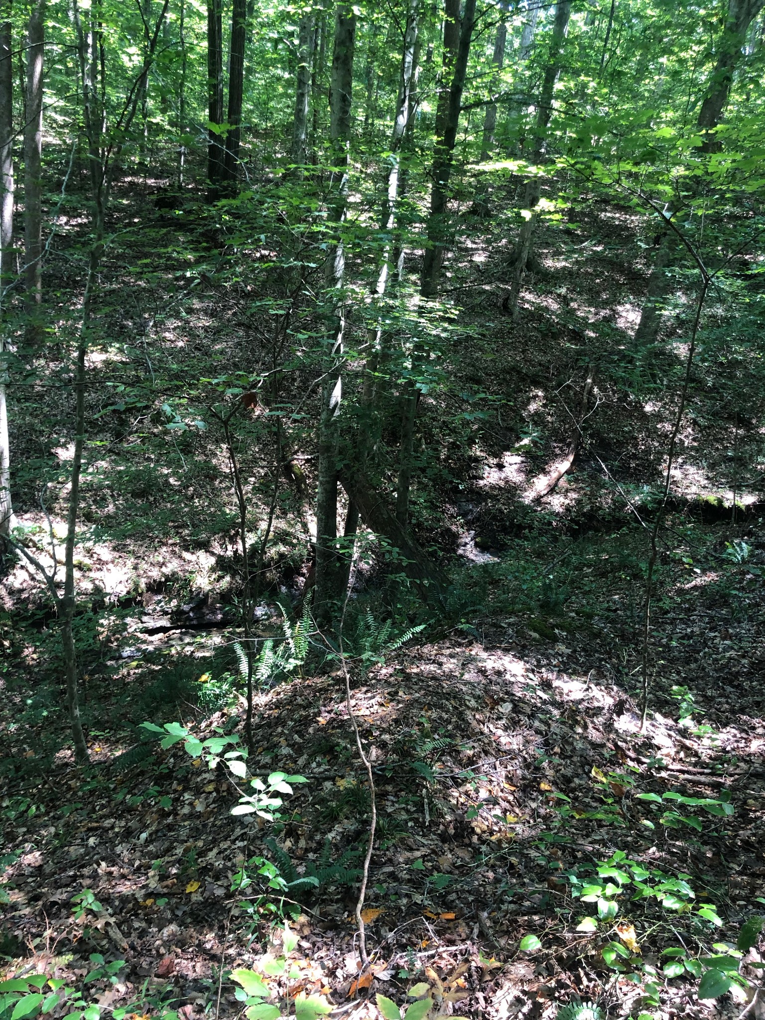 0 Jackson Cabin Road Kingston Springs, TN 37082 - Photo 8 of 19 a view of tree