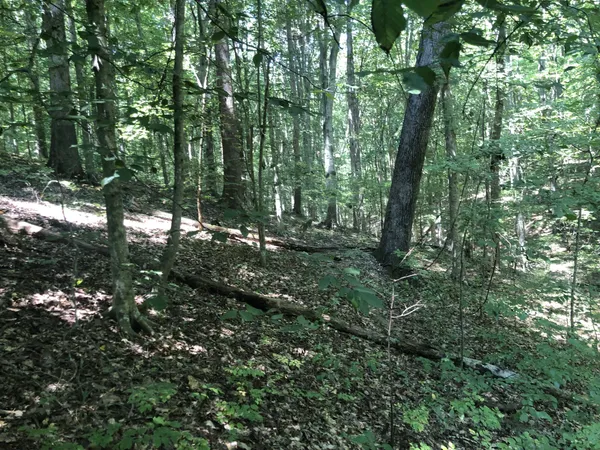 a view of forest