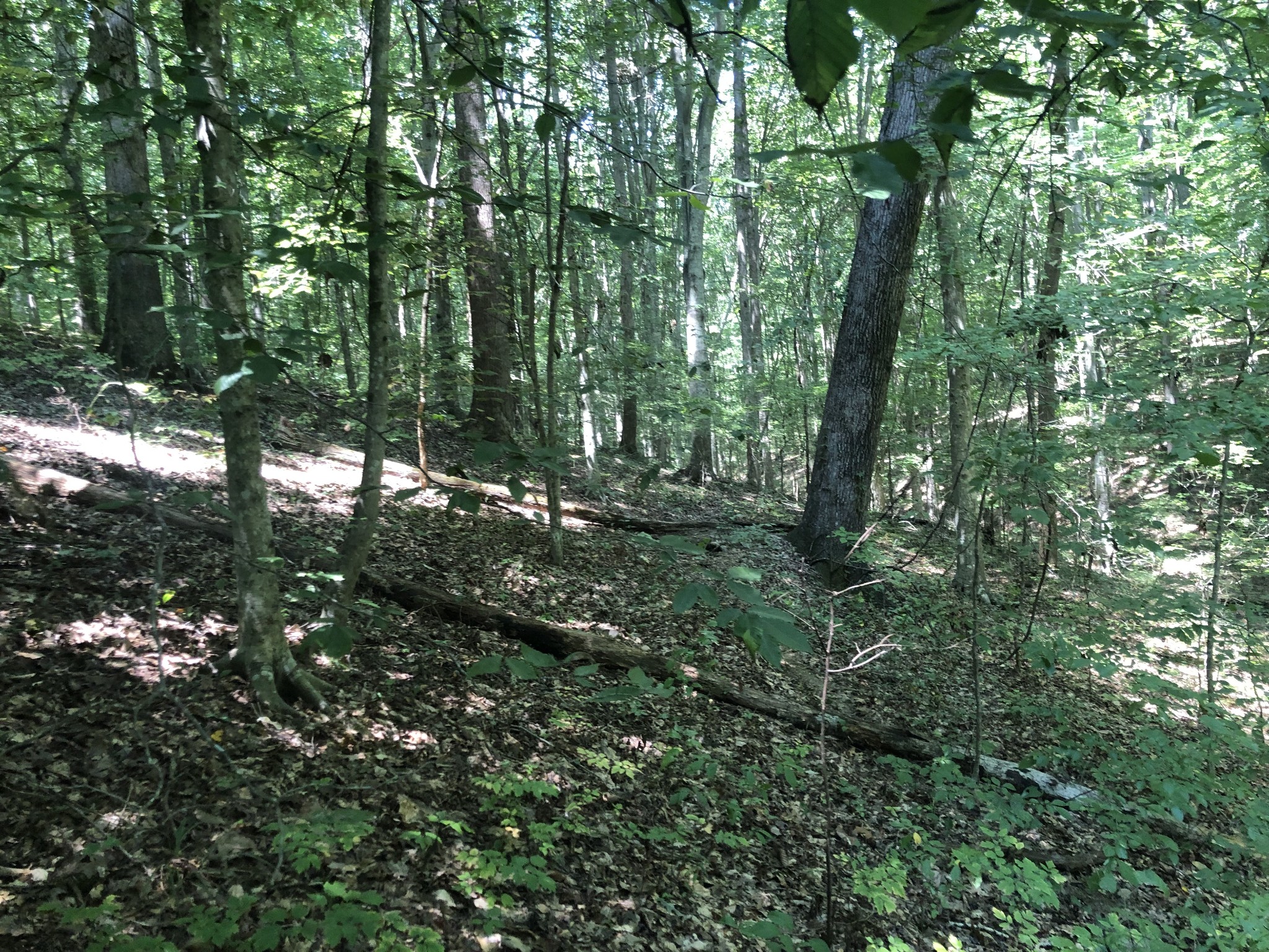 0 Jackson Cabin Road Kingston Springs, TN 37082 - Photo 9 of 19 a view of forest