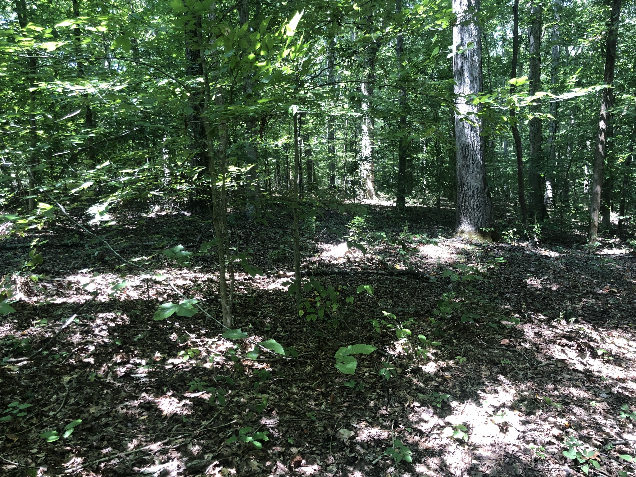 0 Jackson Cabin Road Kingston Springs, TN 37082 - Photo 10 of 19 a backyard of a house with lots of green space