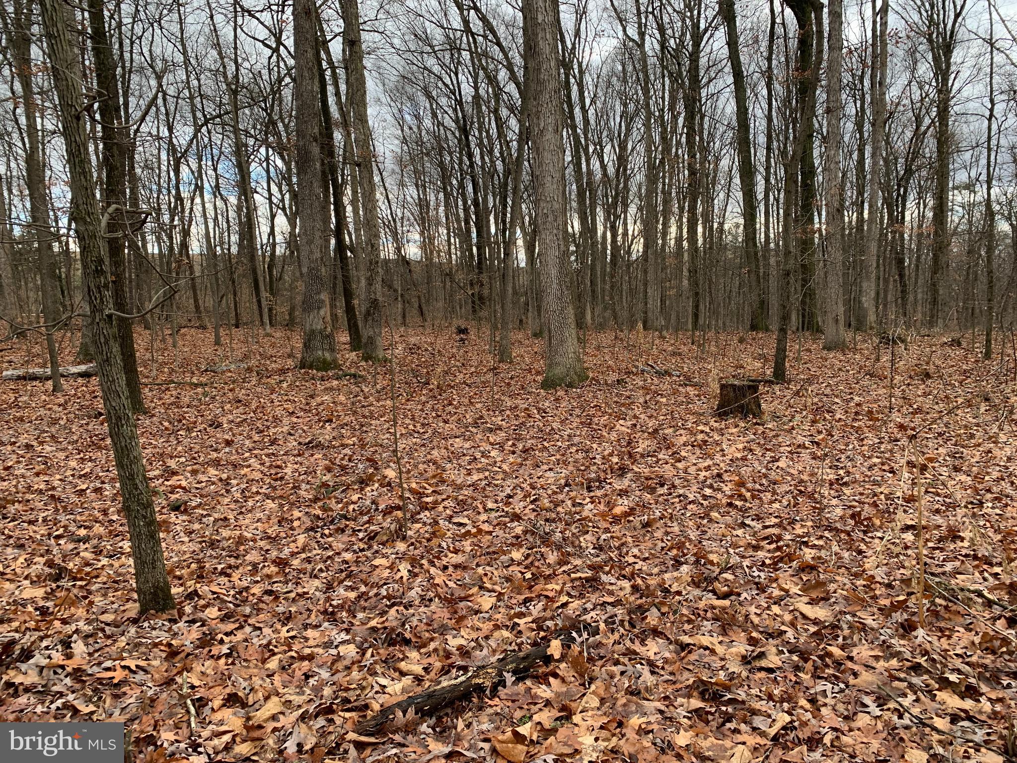 0 South Rabbit Road South Greencastle, PA 17225 - Photo 1 of 3 Wooded Lot