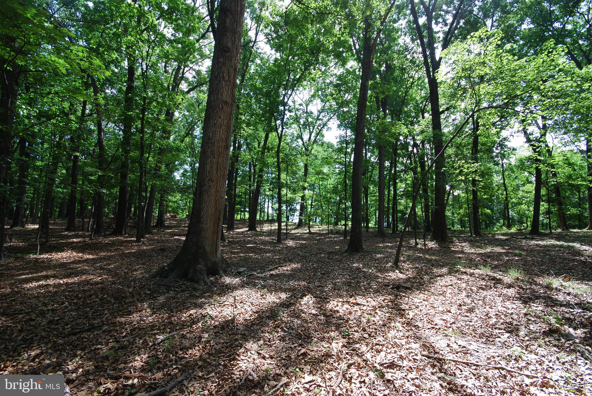 Lot 67 Mill Mountain Road Romney, WV 26757 - Photo 13 of 40