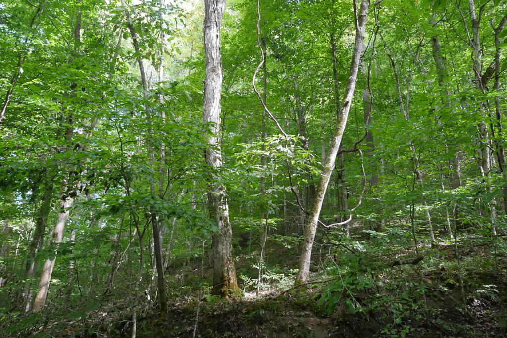 4163 Lick Creek Road Birchleaf, VA 24220 - Photo 74 of 86 Gallery Image 74