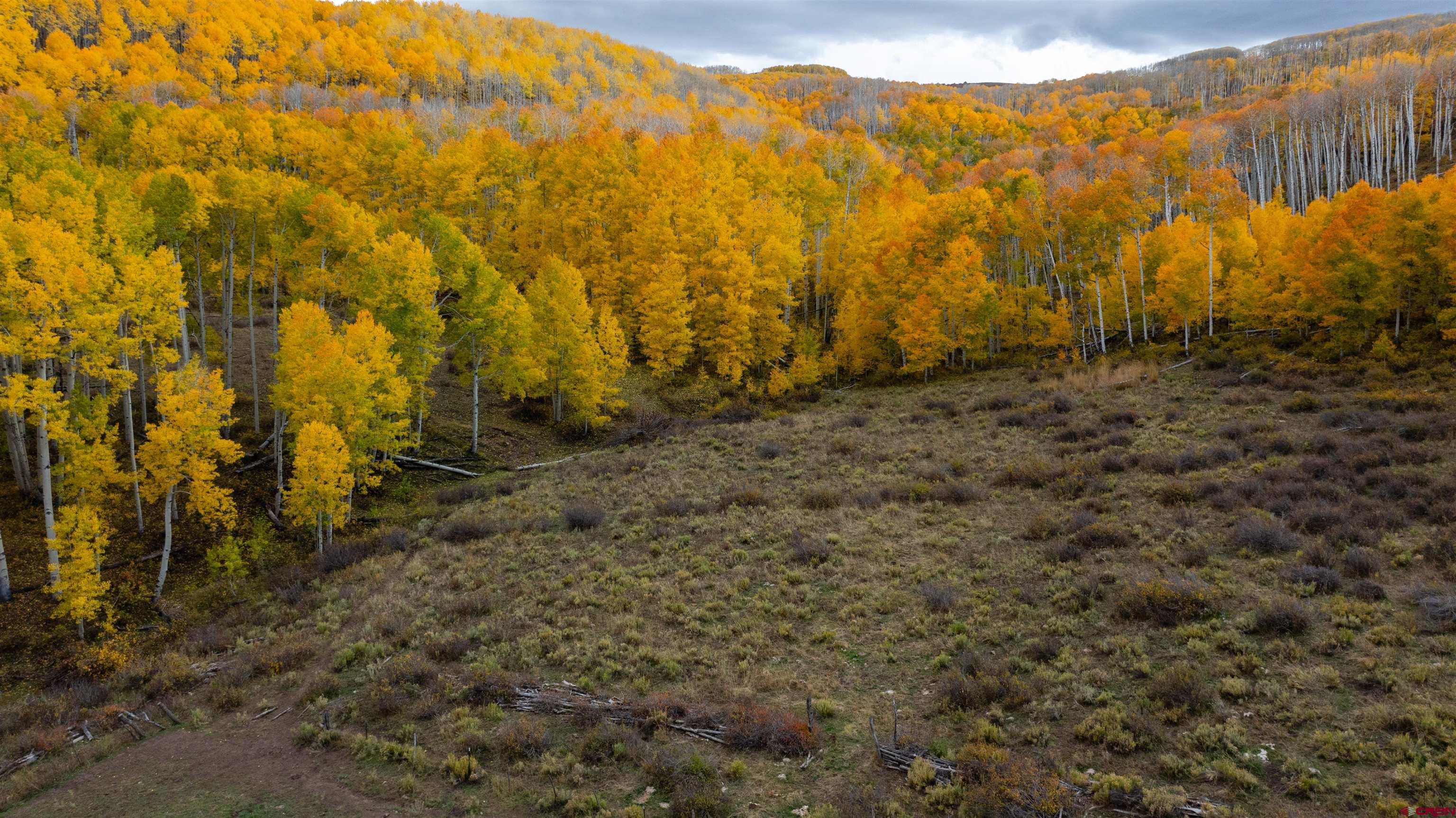 Tbd Divide Road Whitewater, CO 81527 - Photo 11 of 24 a view of a yard with trees