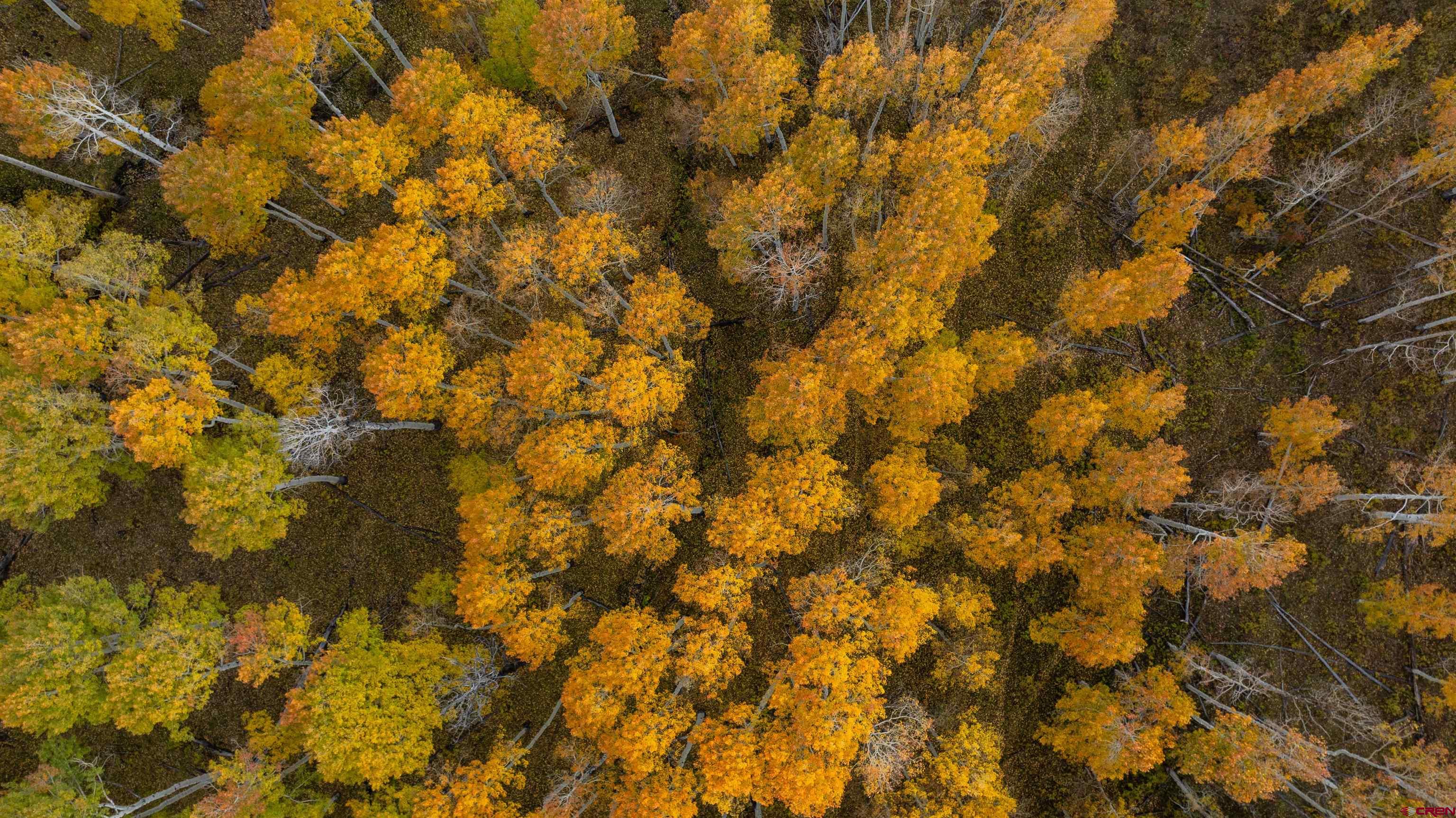 Tbd Divide Road Whitewater, CO 81527 - Photo 12 of 24 a view of a yard