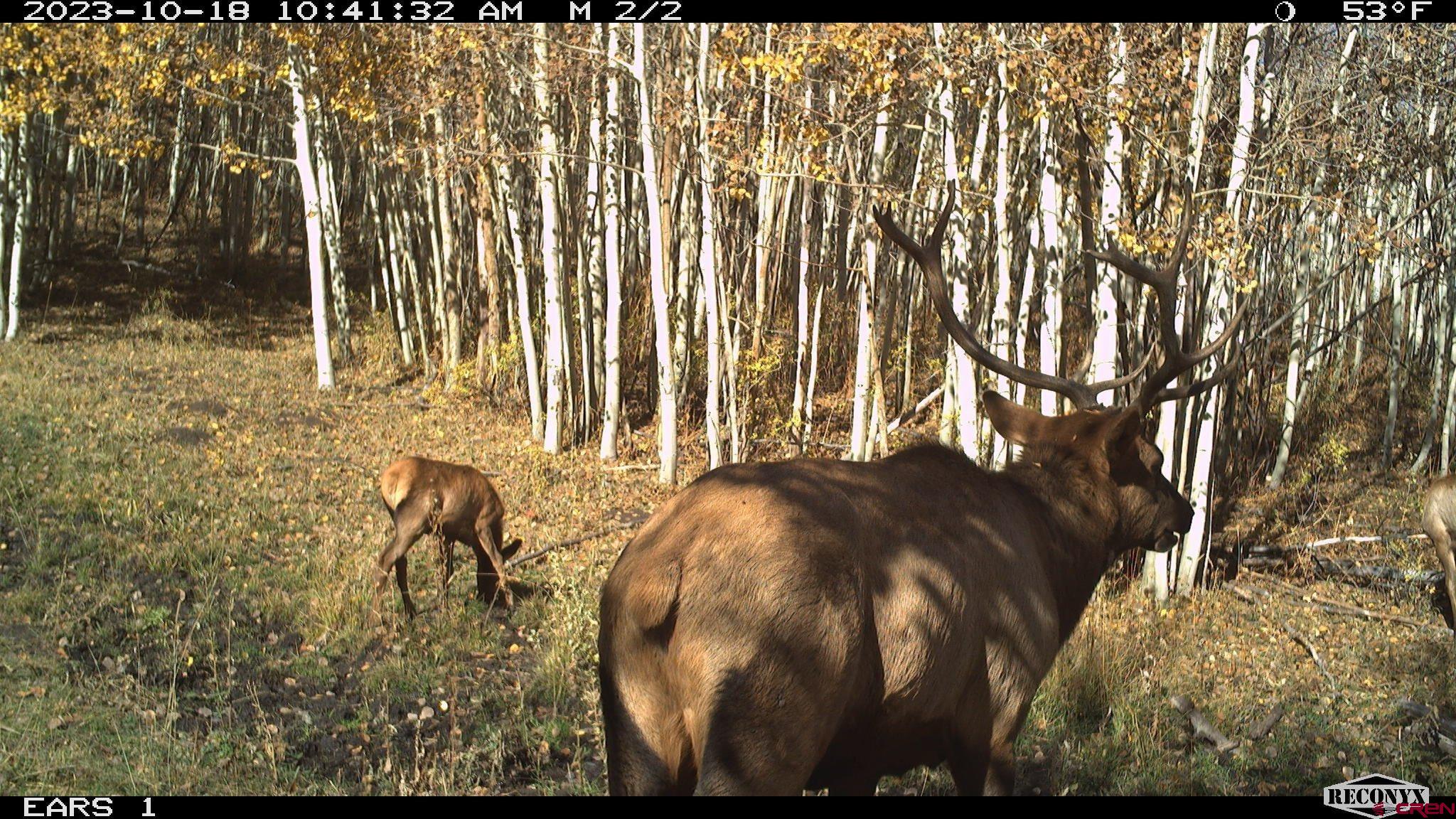 Tbd Divide Road Whitewater, CO 81527 - Photo 17 of 24 a picture of a yard