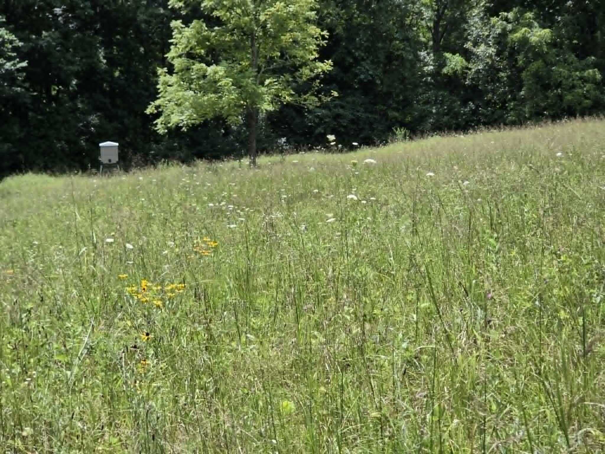 811 Hickory Ridge Road Waddy, KY 40076 - Photo 55 of 79 feeder