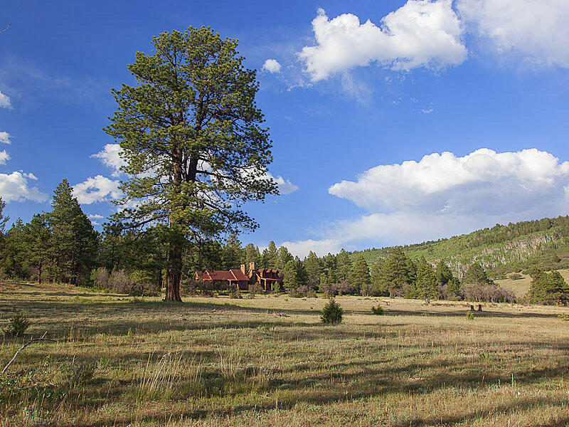 484 Gutshall Lane Placerville, CO 81430 - Photo 25 of 32 a view of a yard