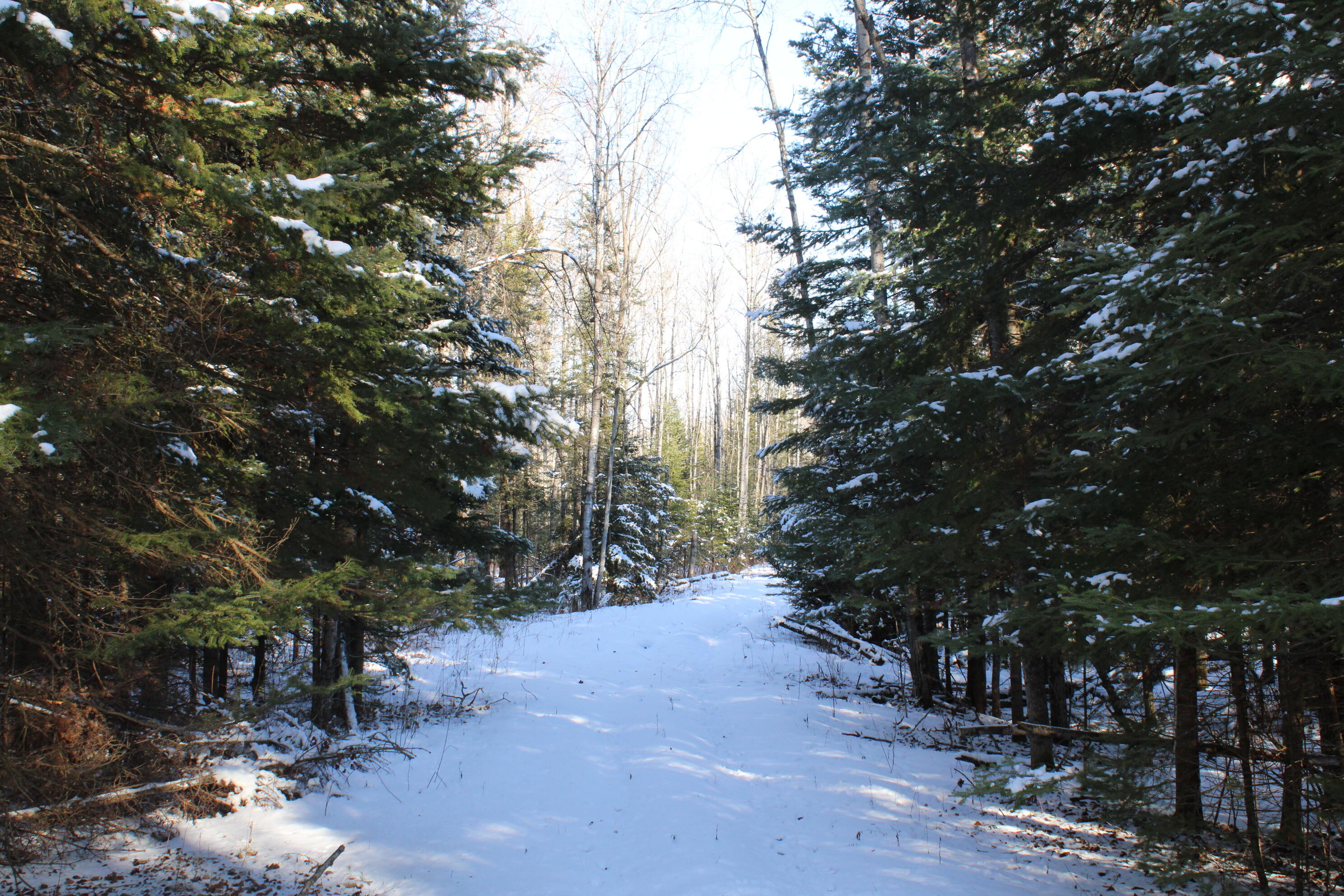 1710 Miller Road Lincoln, MI 48742 - Photo 56 of 58 IMG_5440