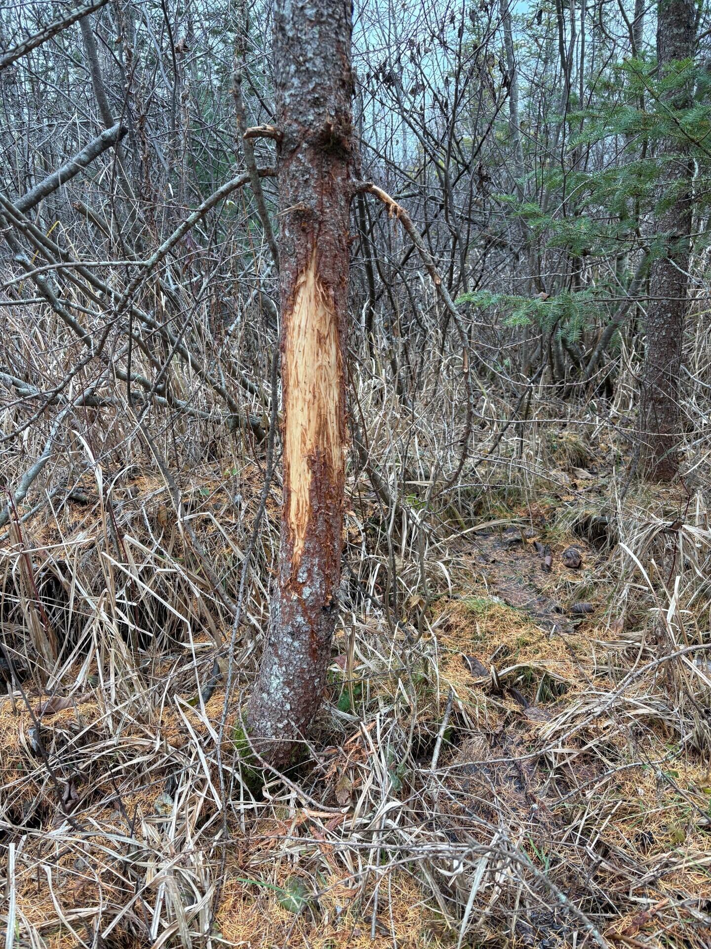 1710 Miller Road Lincoln, MI 48742 - Photo 57 of 58 Rub