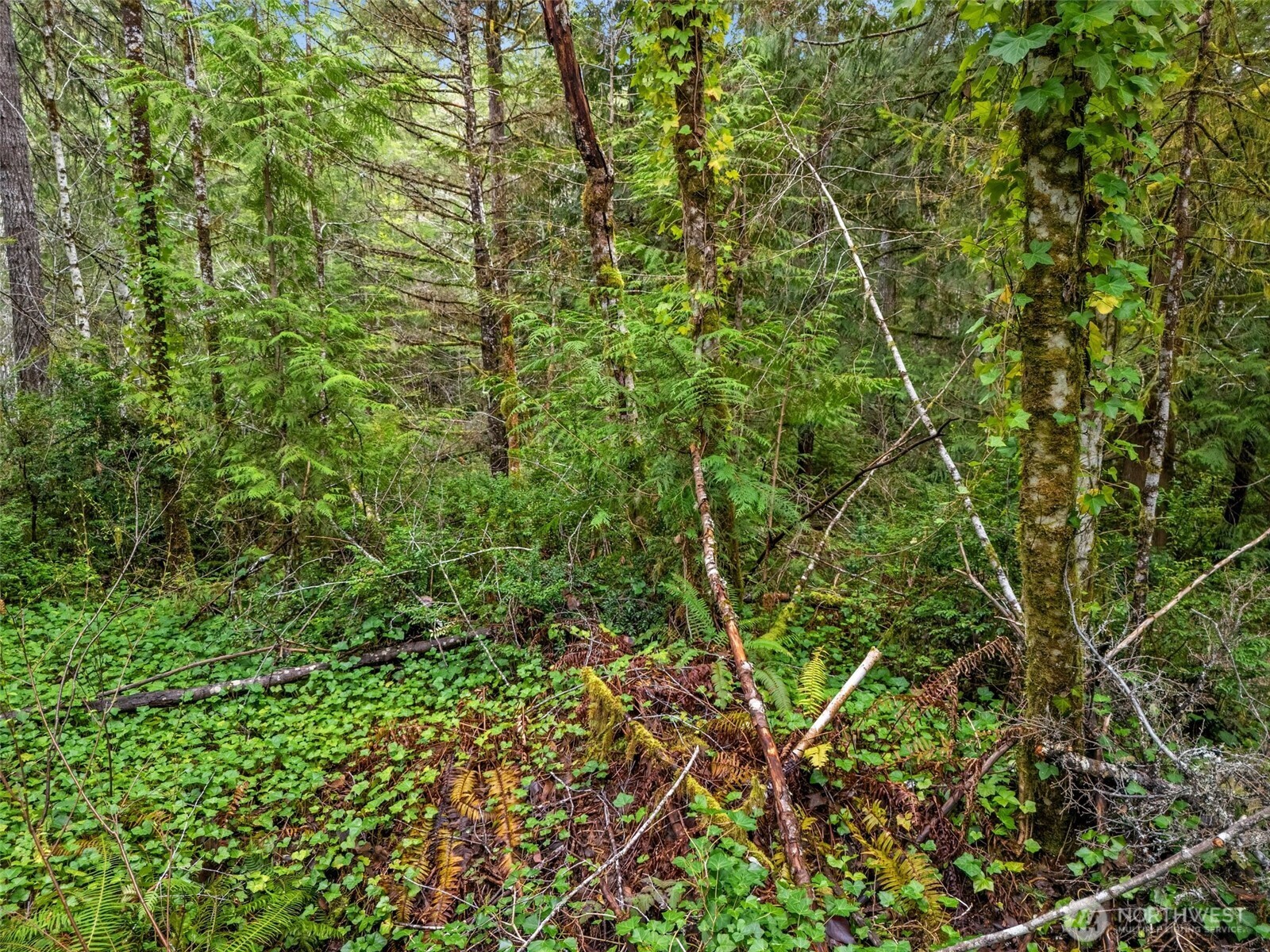 71 East Sleaford Road Shelton, WA 98584 - Photo 13 of 17 a view of a lush green forest