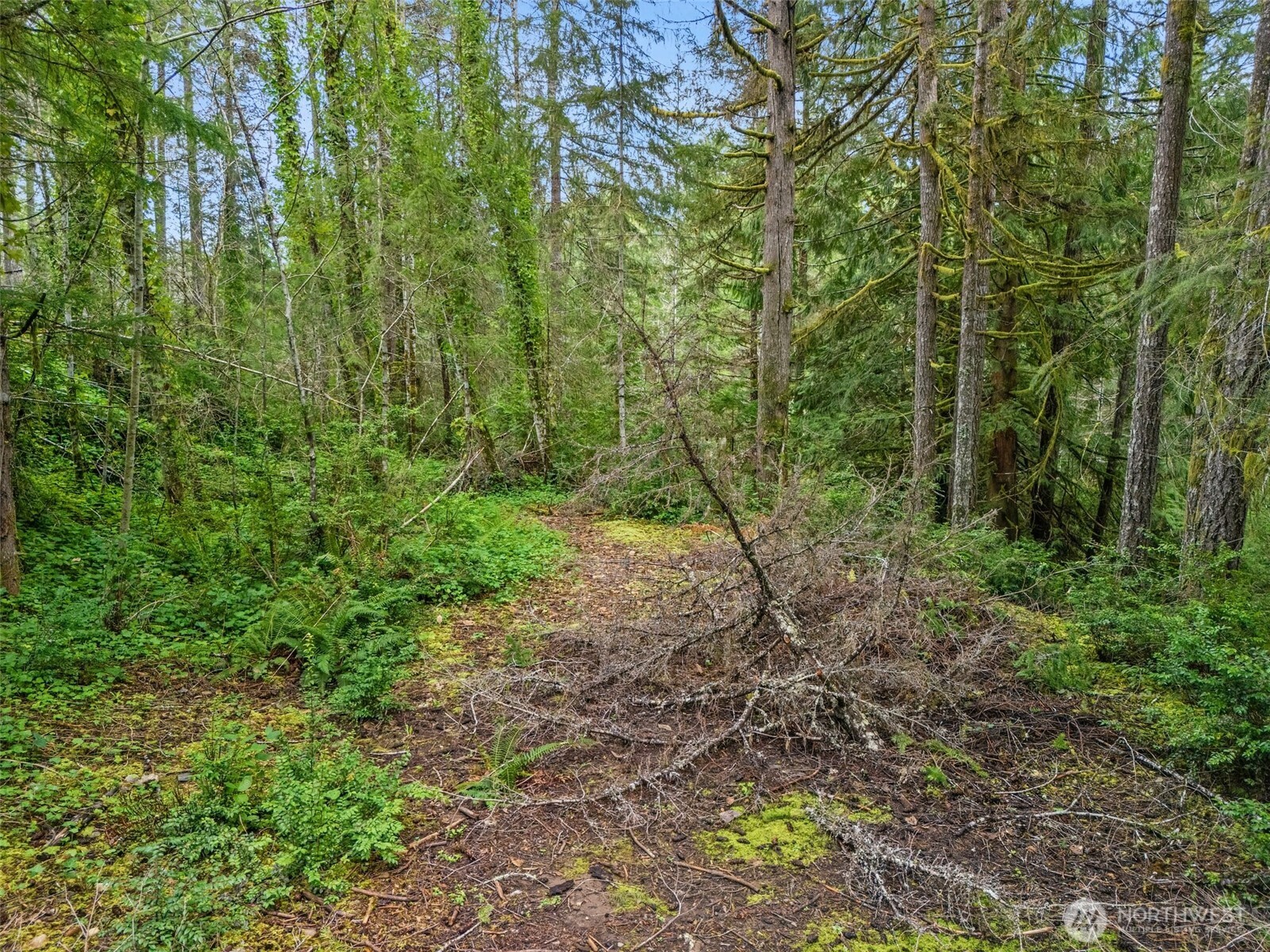 71 East Sleaford Road Shelton, WA 98584 - Photo 7 of 17 a view of a lush green forest