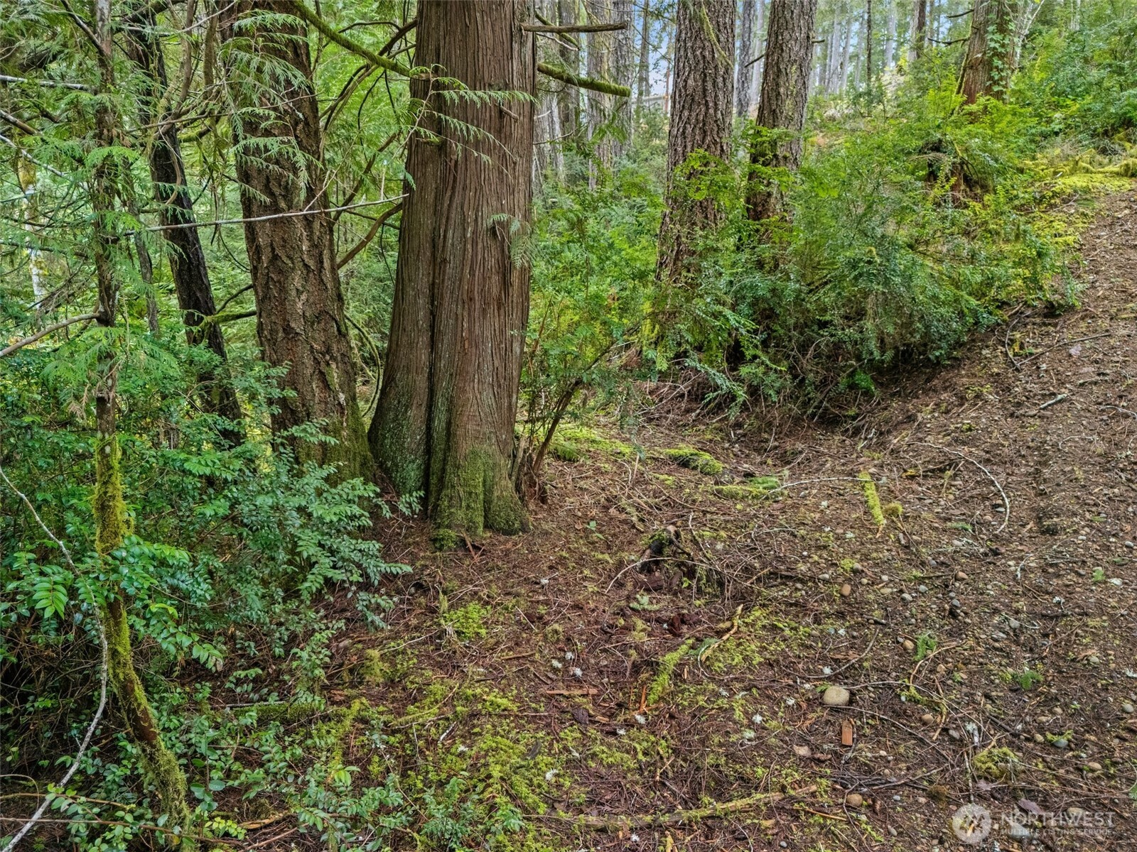 71 East Sleaford Road Shelton, WA 98584 - Photo 8 of 17 a view of a yard with plants and trees