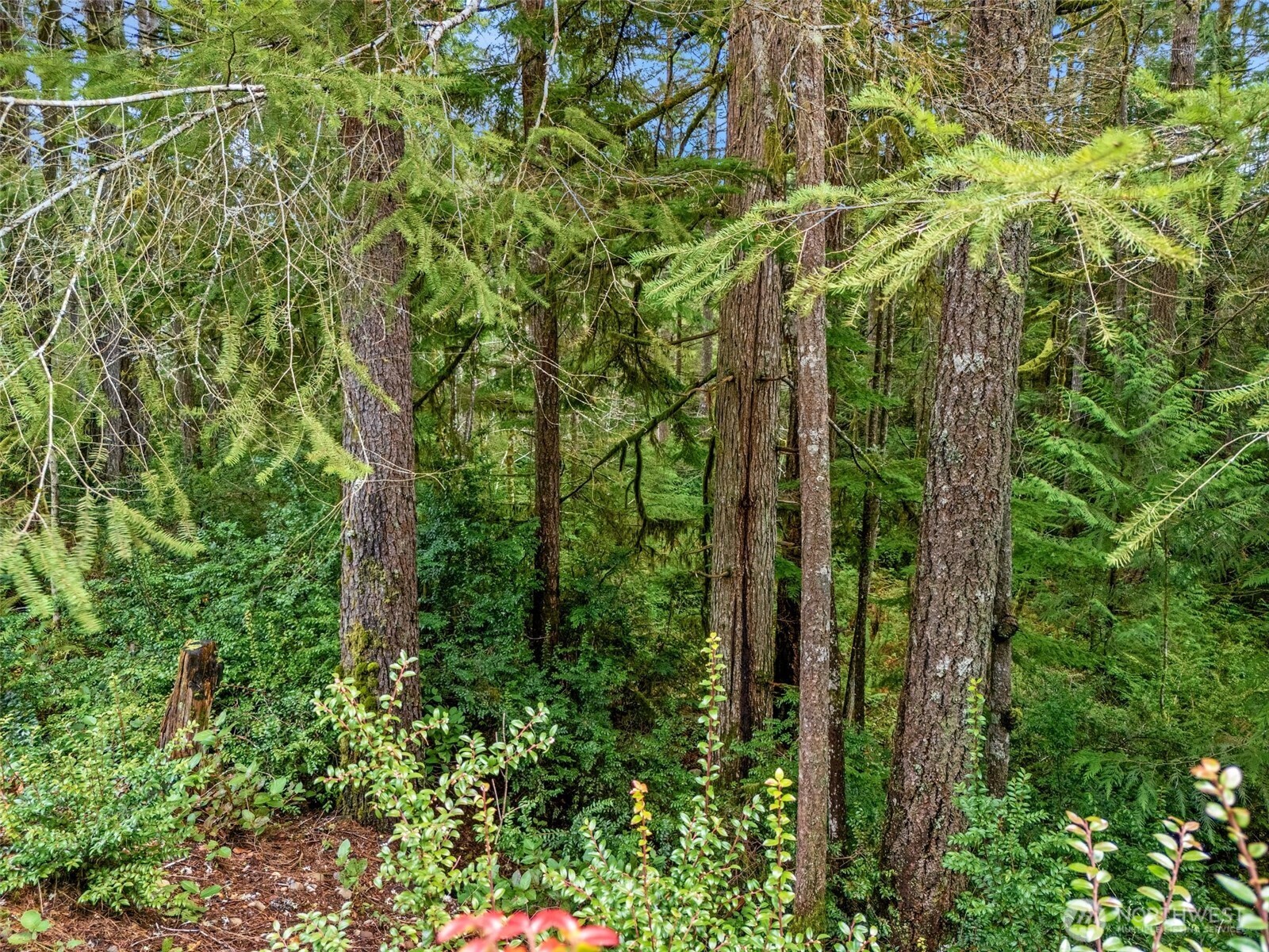 71 East Sleaford Road Shelton, WA 98584 - Photo 9 of 17 a view of forest