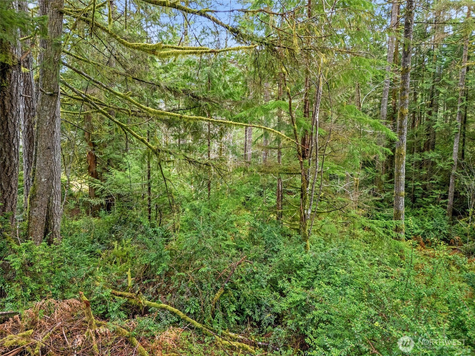 71 East Sleaford Road Shelton, WA 98584 - Photo 10 of 17 a view of a yard