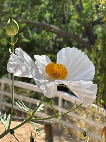 $5,750,000 | 15393 Vía Caballero, Monte Sereno, CA 95030