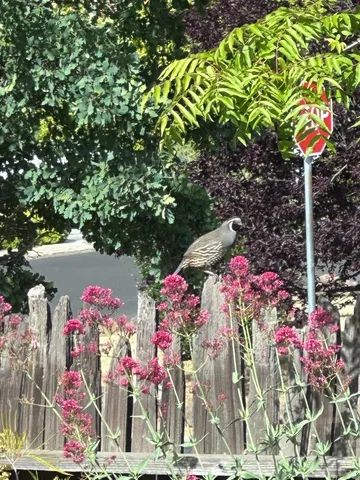 $5,750,000 | 15393 Vía Caballero, Monte Sereno, CA 95030