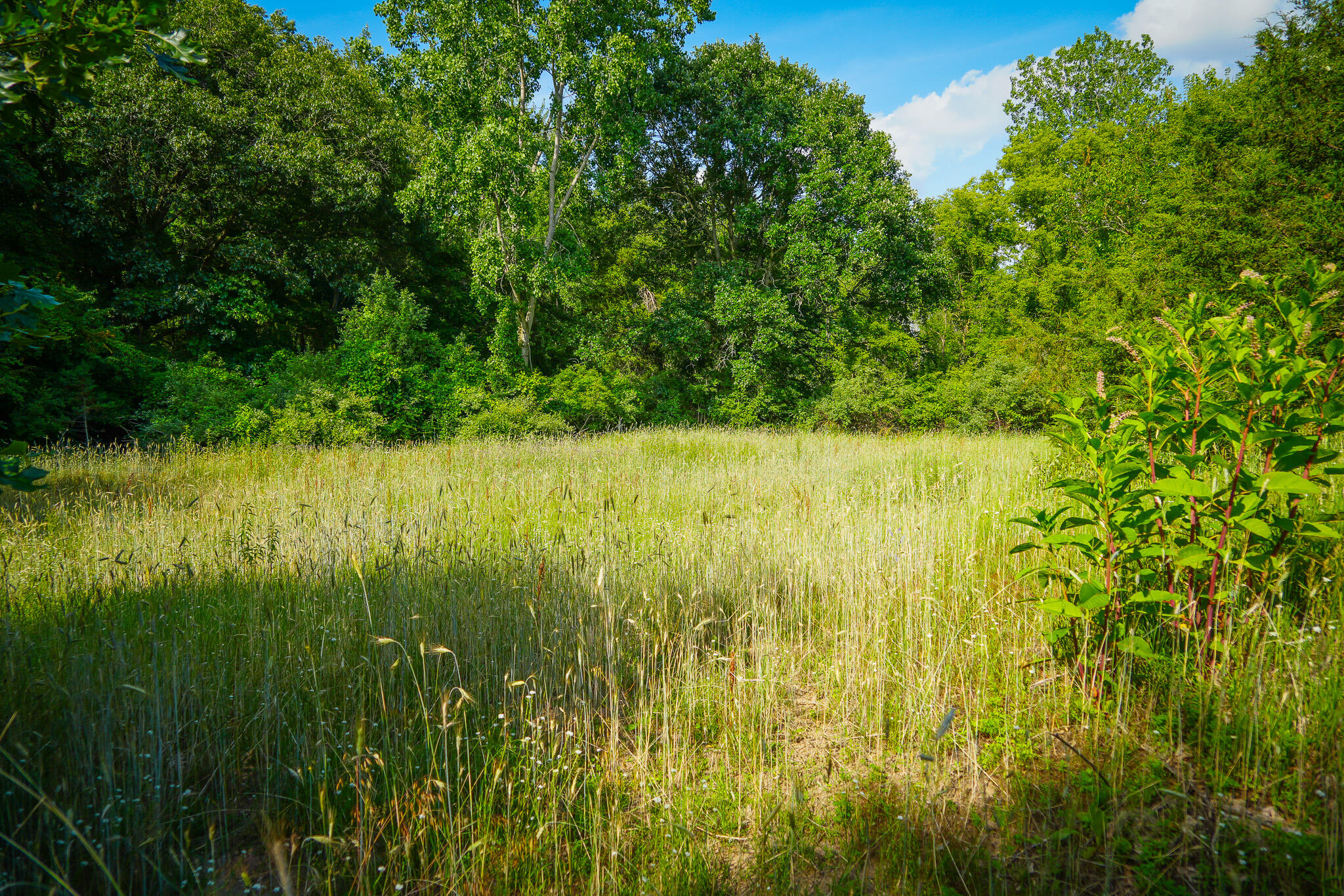 5100 Long Lake Road Reading, MI 49274 - Photo 57 of 63 DSC00713