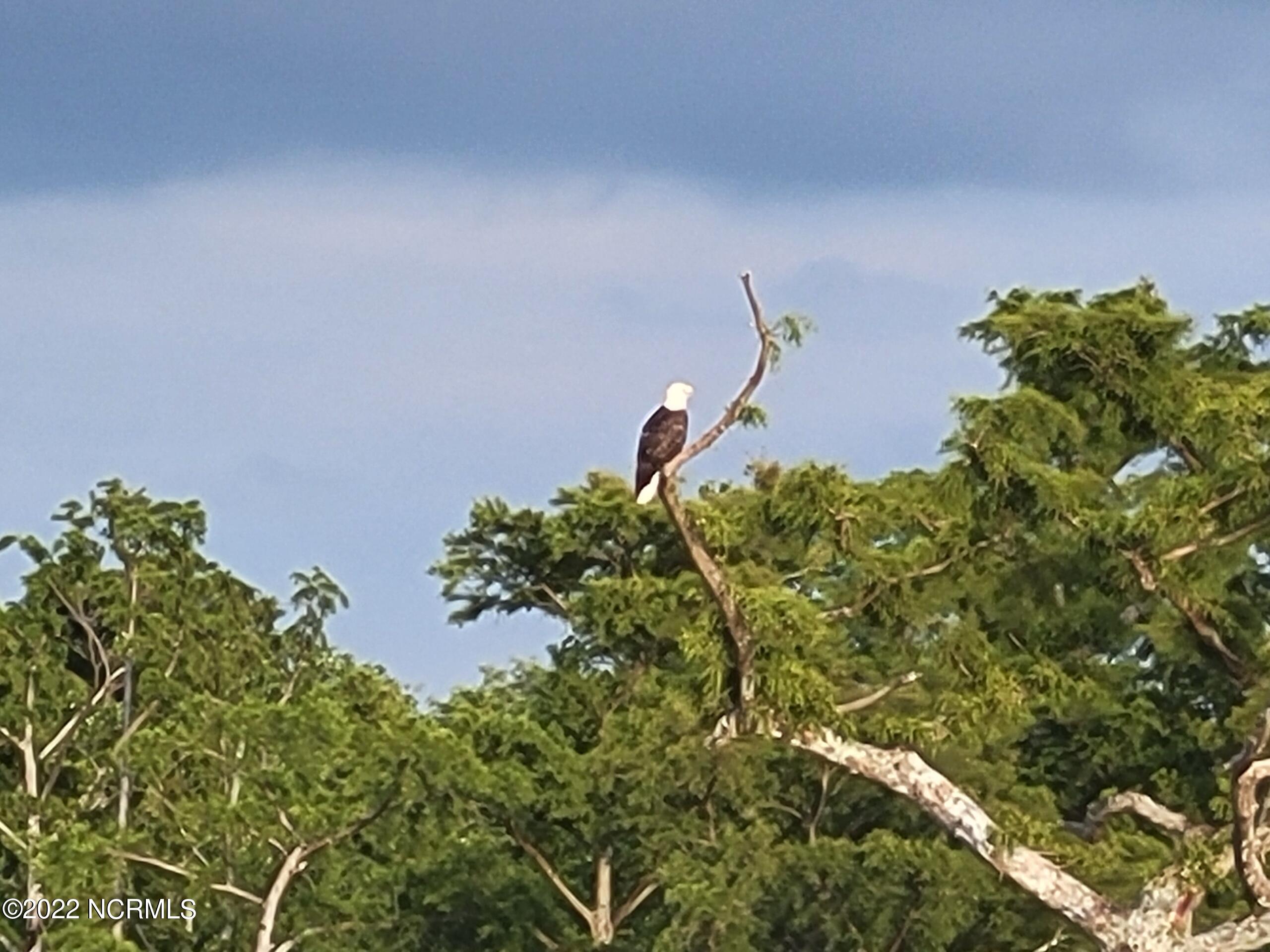 515 Summerby Road Roper, NC 27970 - Photo 62 of 69 123-1 (6)