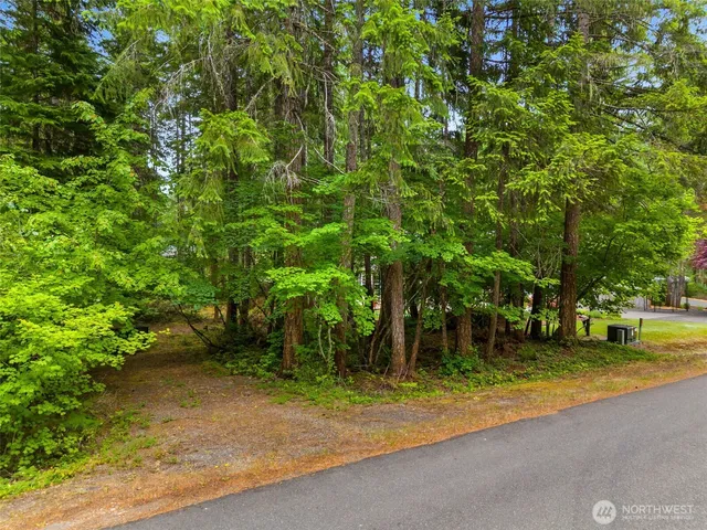 a view of a yard with plants and large trees