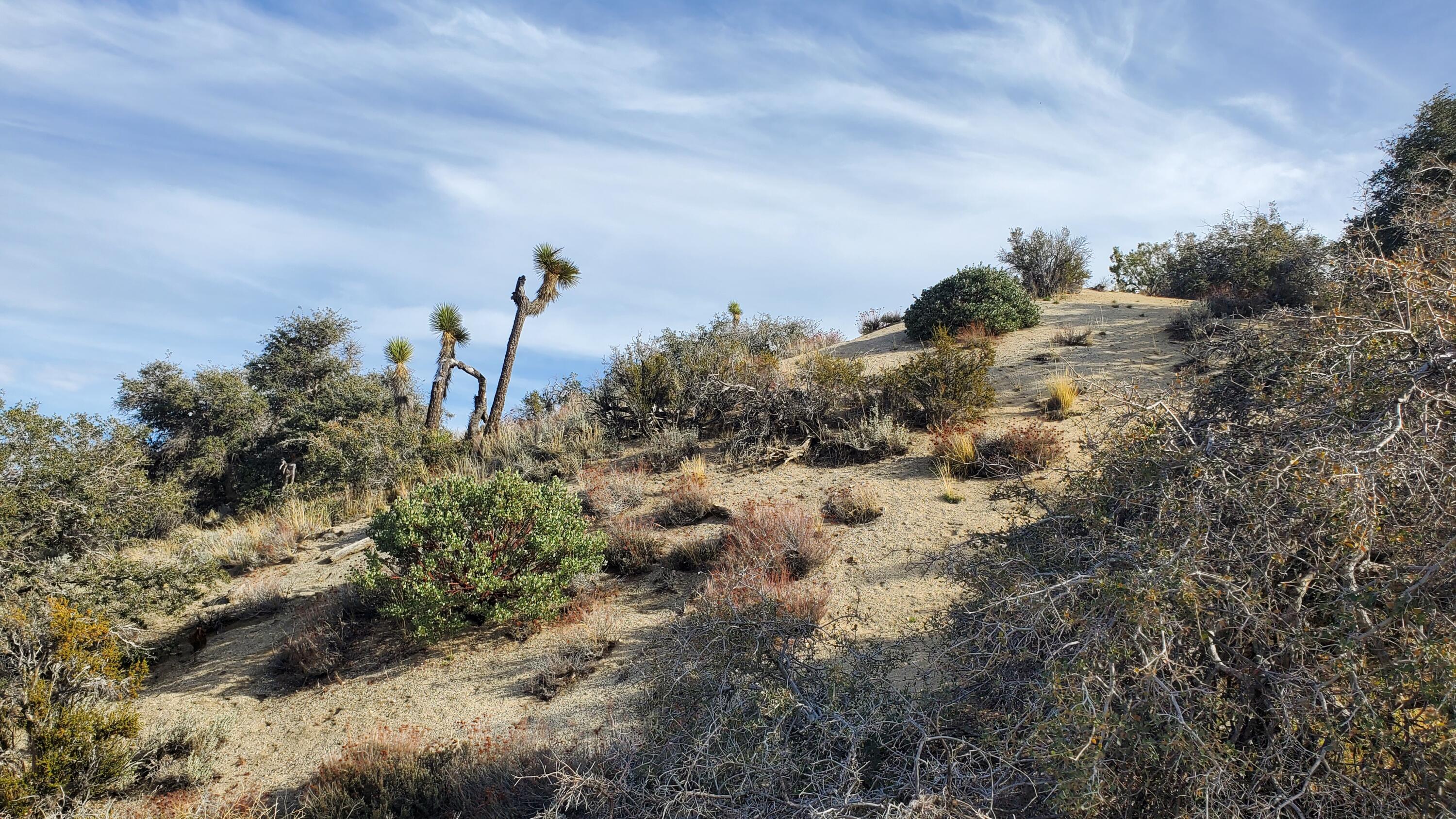 Ross Road Juniper Hills, CA 93543 - Photo 10 of 50 3059-008-069 & 070 (10)