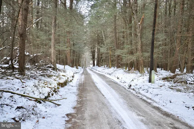 a view of a park with large trees