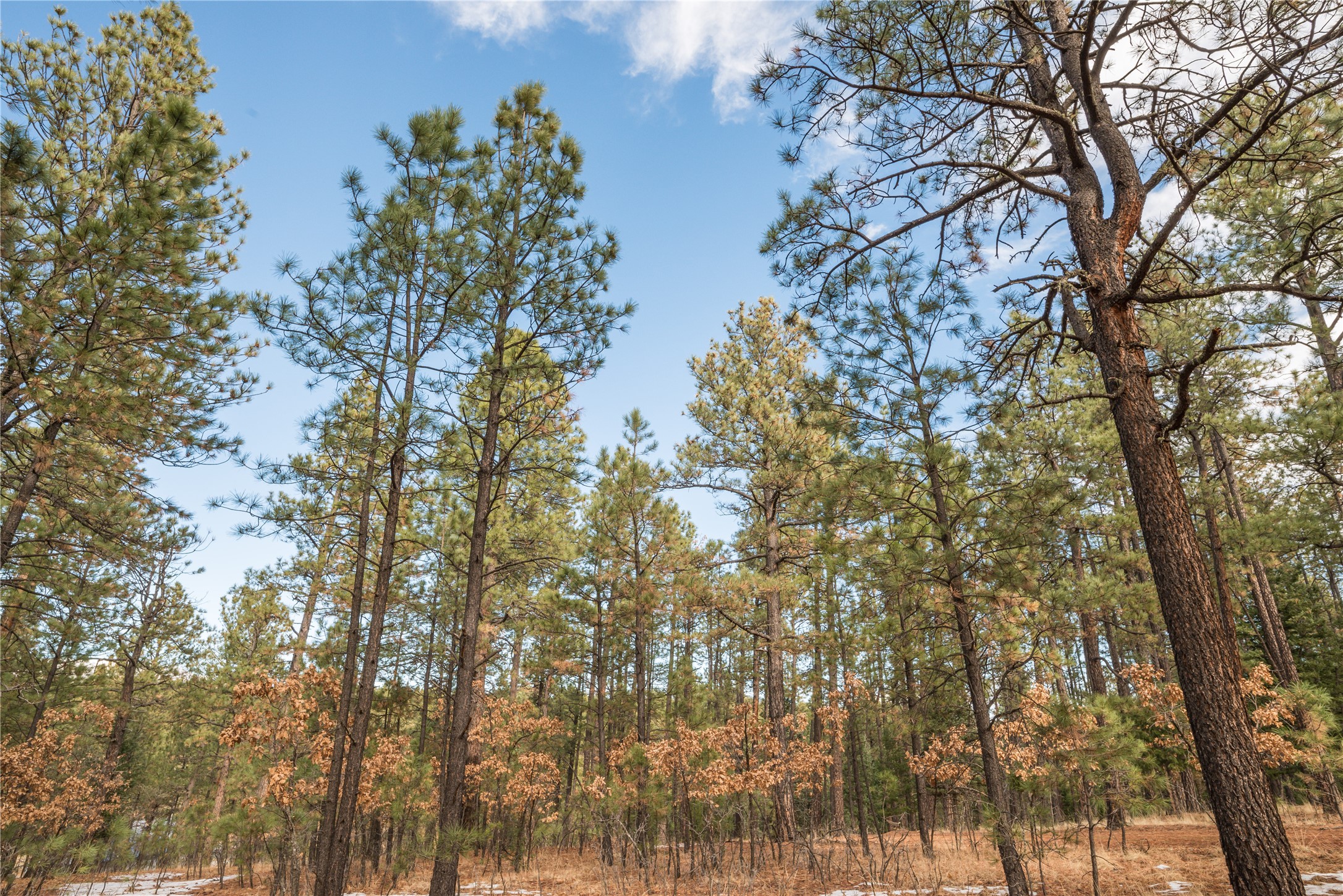 Lot 9 Corte Molina Rociada, NM 87742 - Photo 2 of 6