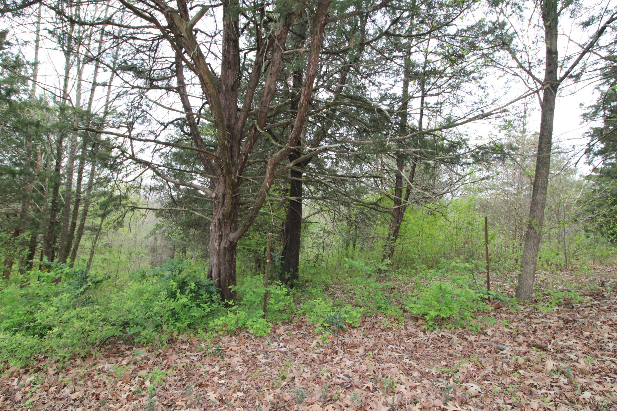 2534 Folkner Road Hixson, TN 37343 - Photo 3 of 5 Gallery Image 3