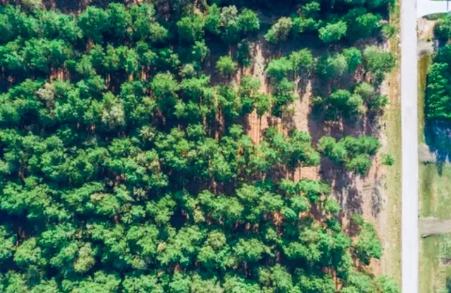 an aerial view of a yard with plants