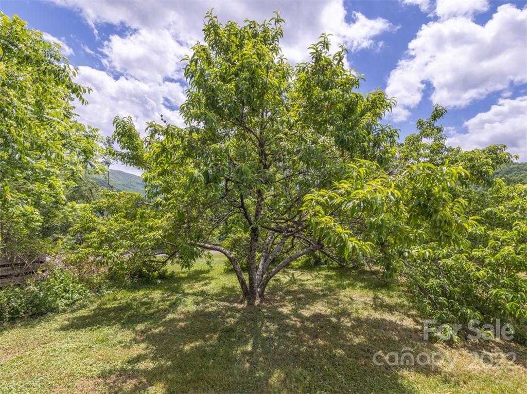 316 Bee Tree Road Swannanoa, NC 28778 - Photo 20 of 24 Gallery Image 20