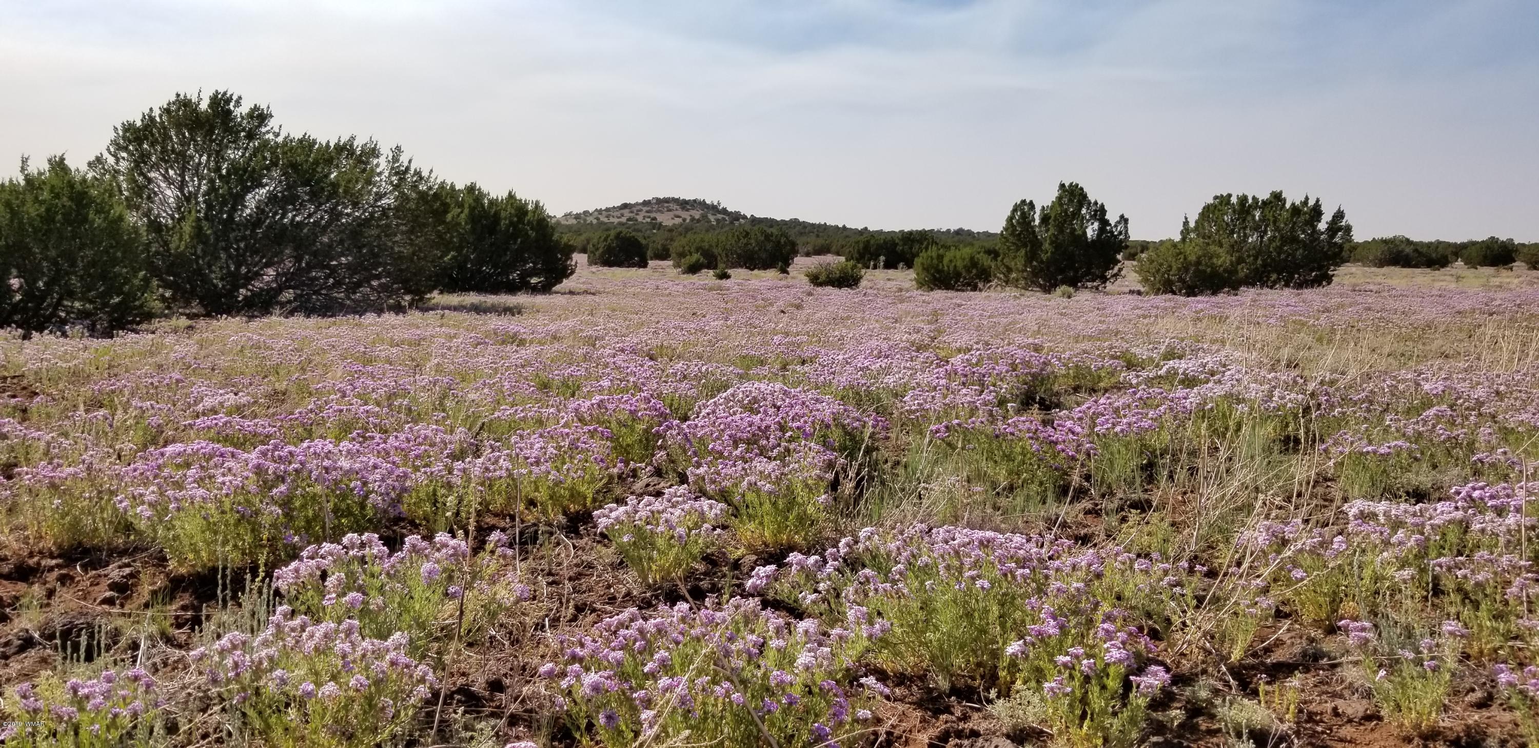 4 Southeast Sw 4 Section 4 T10n R25e Eagar, AZ 85925 - Photo 1 of 33