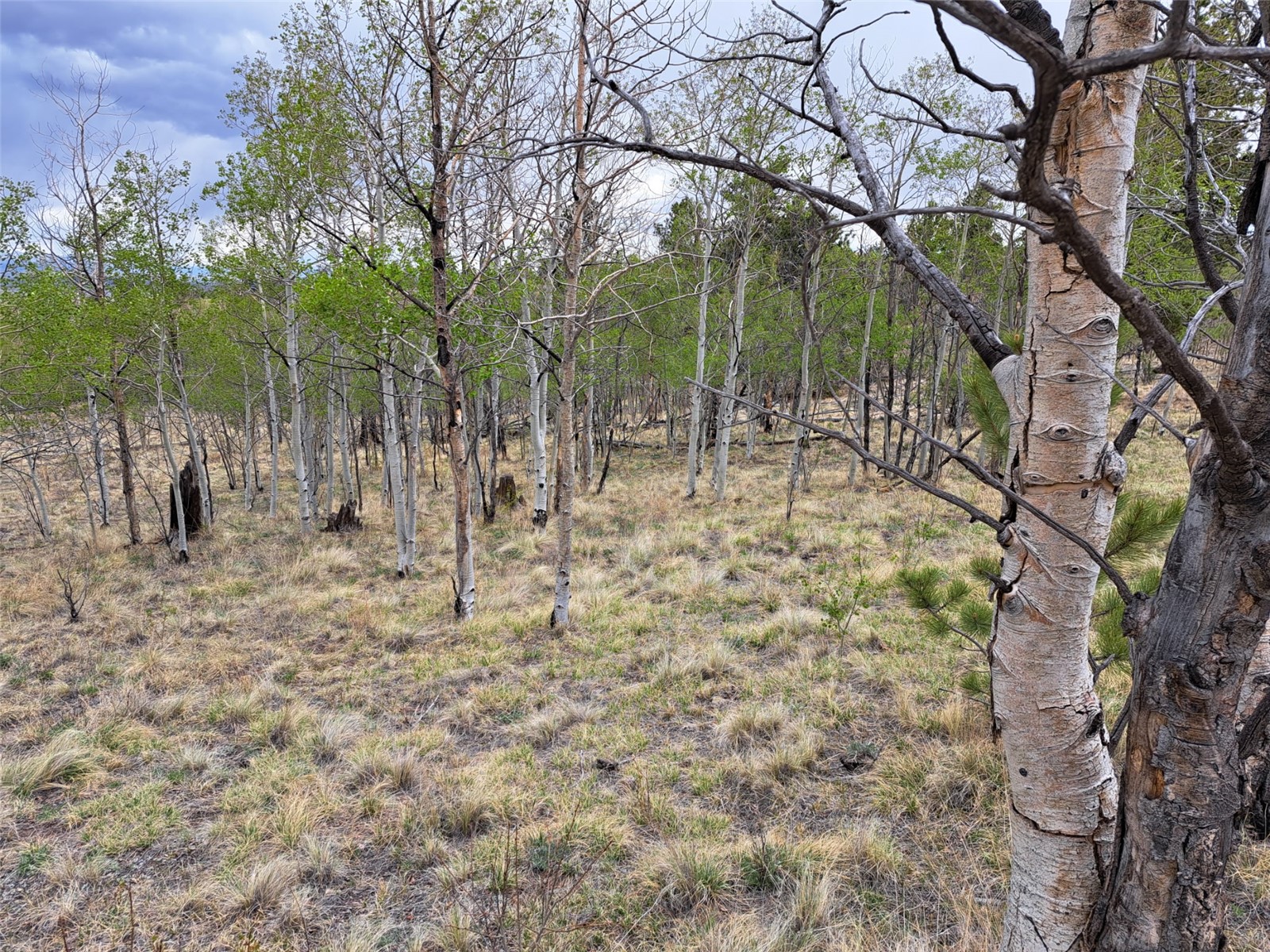 ` Dog Soldier Road Hartsel, CO 80449 - Photo 14 of 34 Gallery Image 14