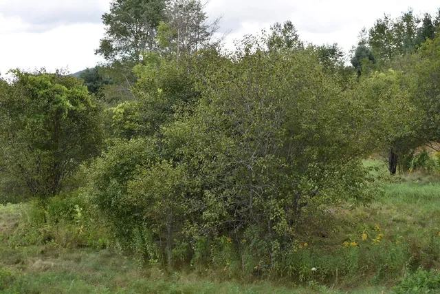 $99,500 | 0 McKinley Avenue, Unit 2A, Randolph, VT 05060