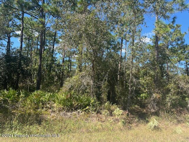 a view of a forest with trees in the background