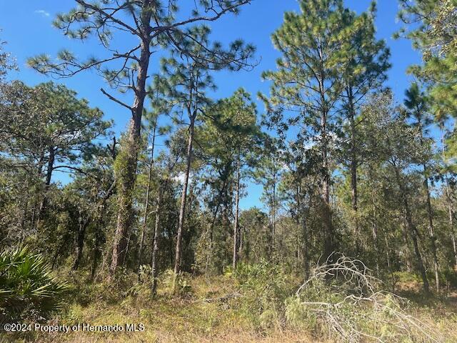 17334 Nutcracker Road Weeki Wachee, FL 34614 - Photo 4 of 6 a view of a tree