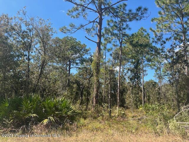 17334 Nutcracker Road Weeki Wachee, FL 34614 - Photo 5 of 6 a view of forest