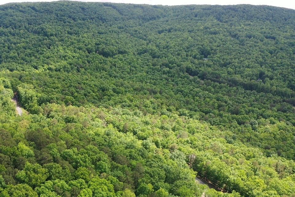 25 Bluffs Road North Guild, TN 37340 - Photo 20 of 25 Gallery Image 20