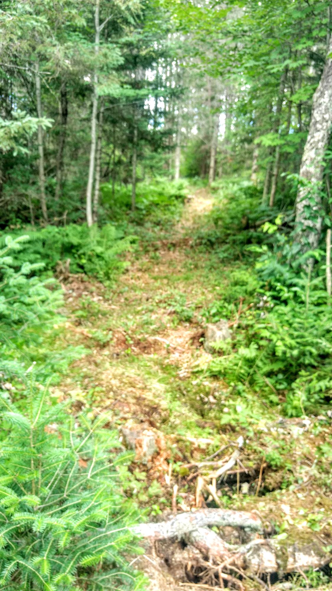 North Manistee River Road Gaylord, MI 49735 - Photo 6 of 20 Gallery Image 6