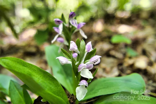 a view of a flower
