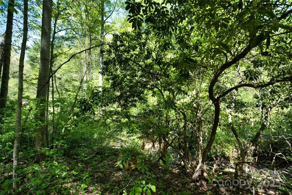 a view of a lush green forest