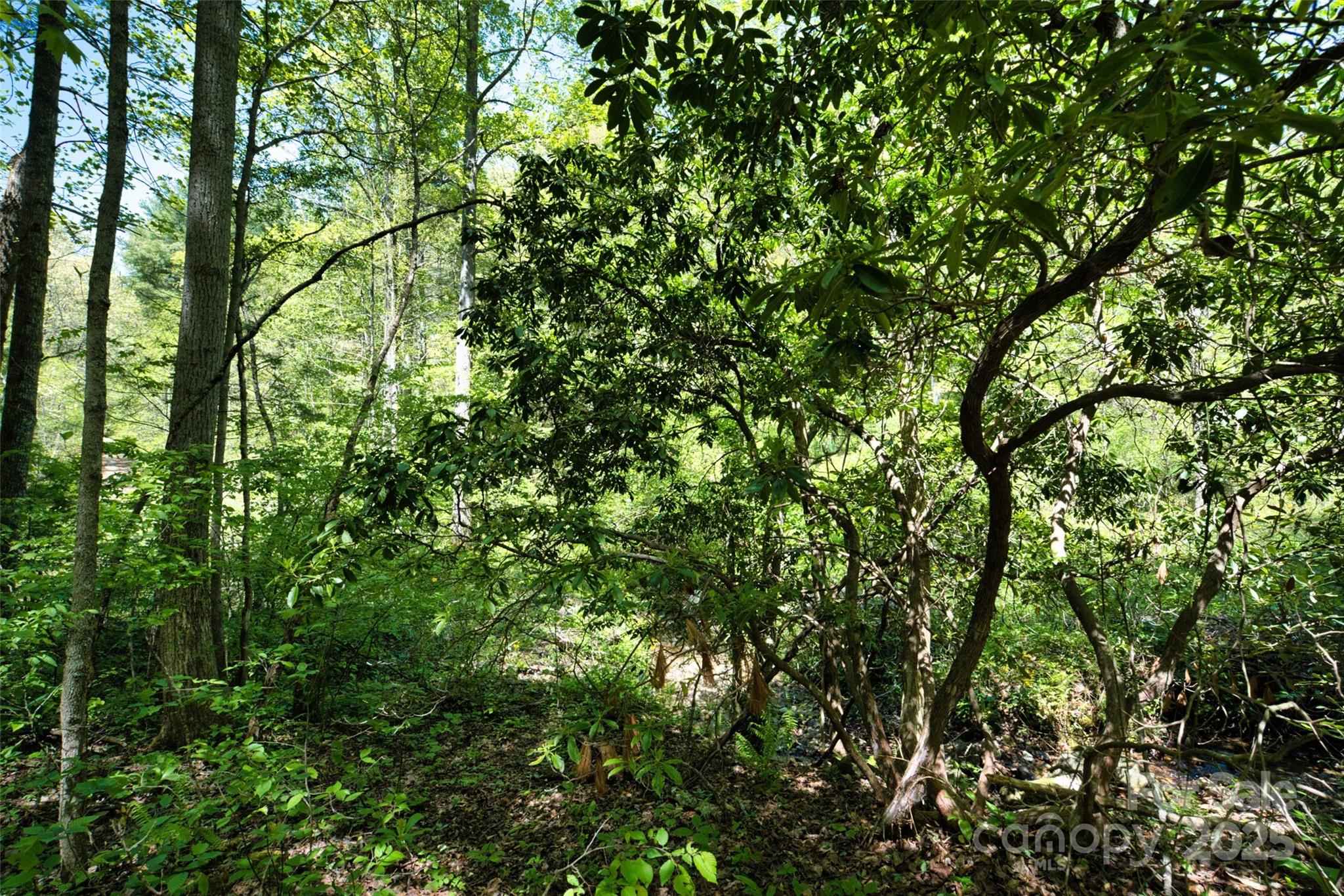99999 Anderson Cove Road Barnardsville, NC 28709 - Photo 15 of 36 a view of a lush green forest